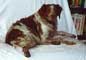 Chien de race pagneul Breton RAFALE en photo